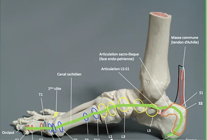 Réflexologie Plantaire