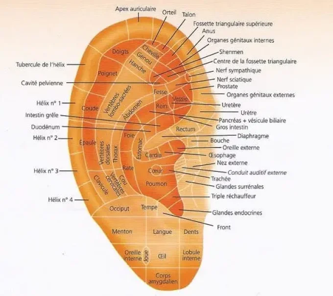 Auriculothérapie